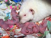 Rats: bébés d&#8217;Harina
