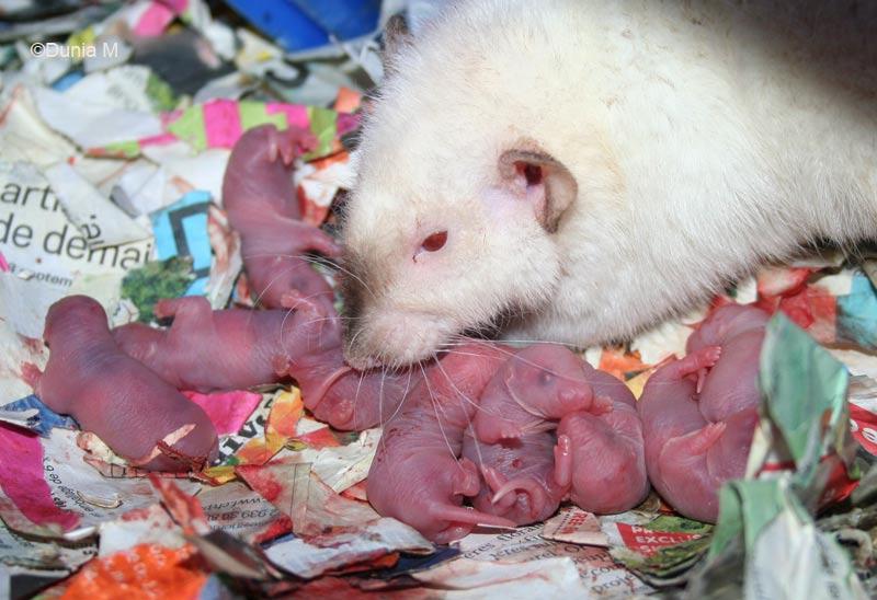 Bébés rats -ratons- d'une heure