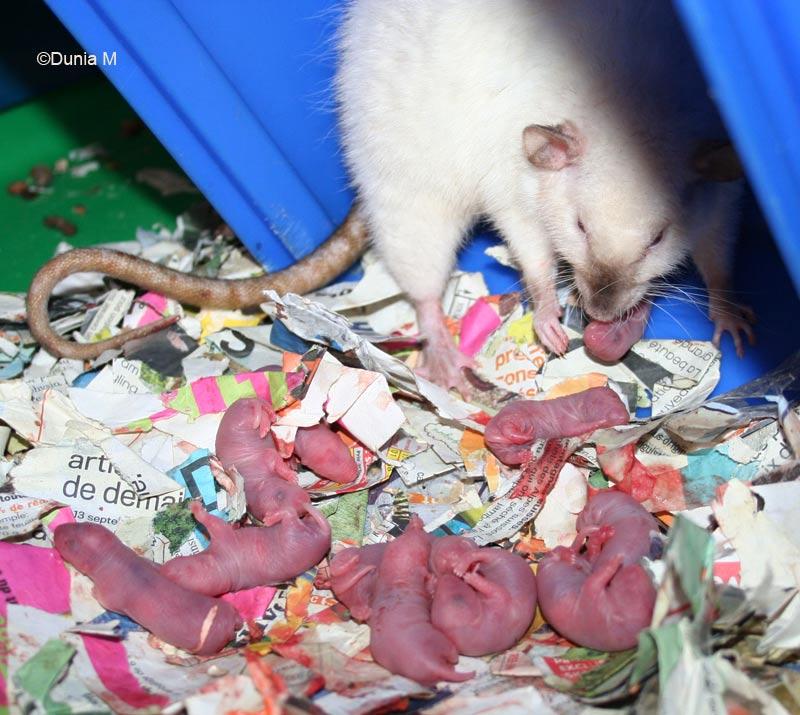 Bébés rats -ratons- d'une heure