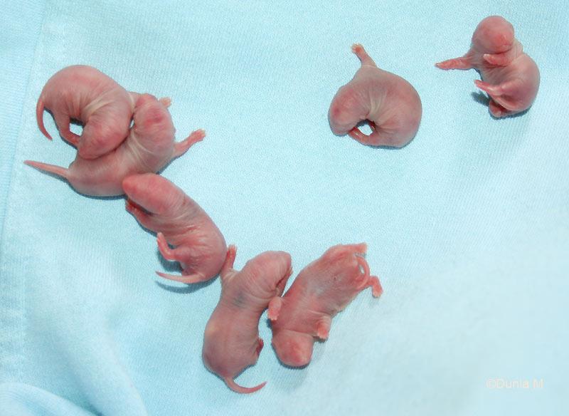 Bébés rats -ratons- de 5 heures