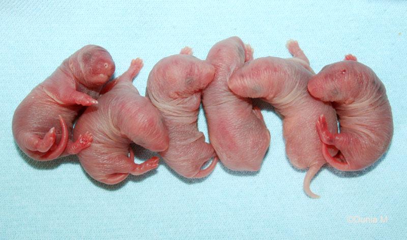 Bébés rats -ratons- de 5 heures