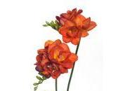 nouveau freesia Beauty