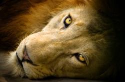 Lion actuel (Panthera leo)