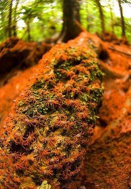 La marche des crabes rouges sur l'île Christmas