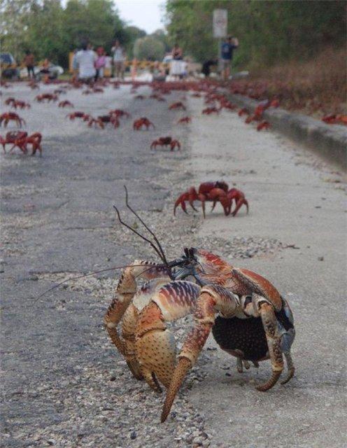 La marche des crabes rouges sur l'île Christmas