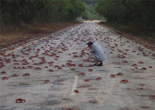 La marche des crabes rouges sur l'île Christmas
