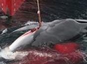 Massacre baleines..Un scandale mondial