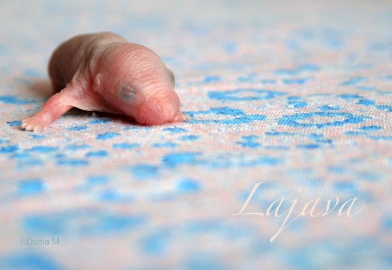 Raton femelle de 48h