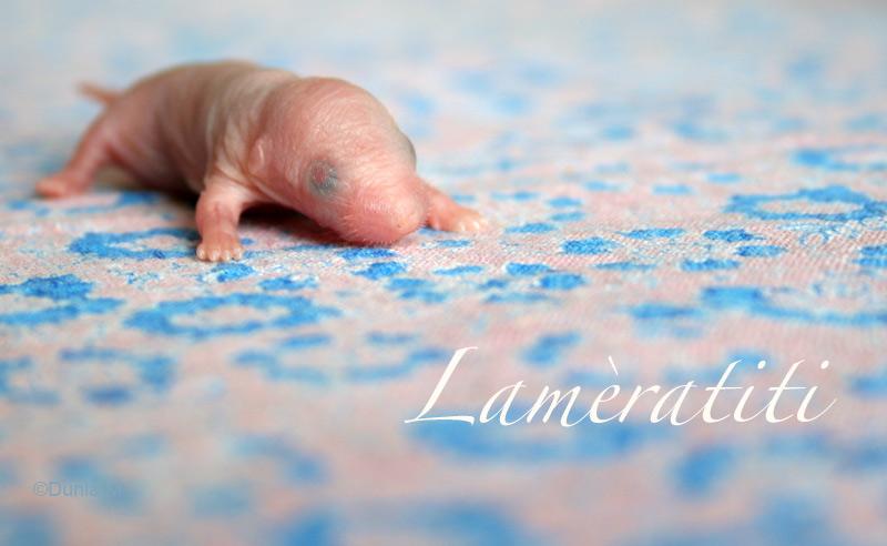 Raton femelle de 48h