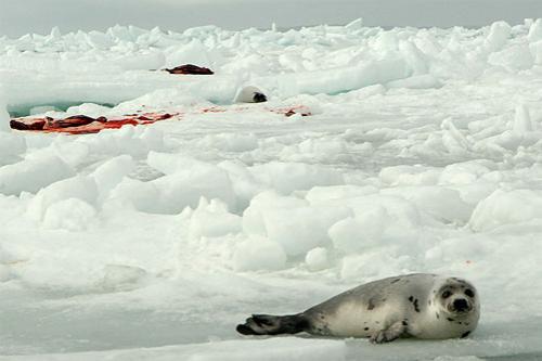 La chasse aux phoques au Canada