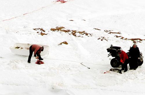 La chasse aux phoques au Canada