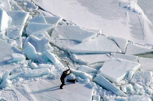 La chasse aux phoques au Canada