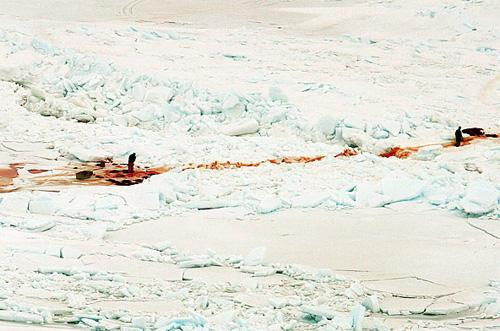 La chasse aux phoques au Canada