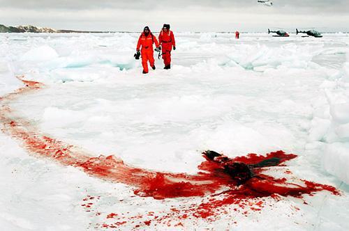 La chasse aux phoques au Canada