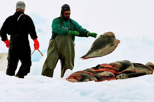 La chasse aux phoques au Canada