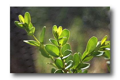 Le dimanche des Rameaux