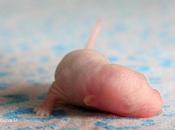 Rats: bébés Harina