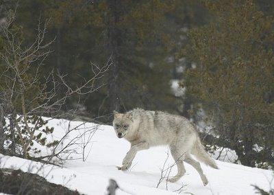 Voir loup