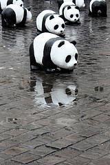 Panda reflection