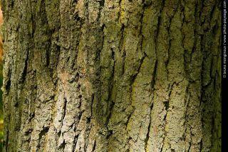 Quizz - écorce de chêne