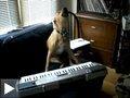 Videos: le chien chanteur joue au synthé+ les chiens & les couvertures