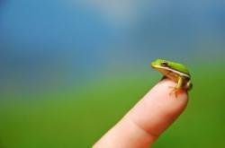 Malgré sa taille, cette grenouille est bien plus grande que Noblella pygmaea