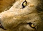 lion sauvé opération chirurgicale, découvrir images