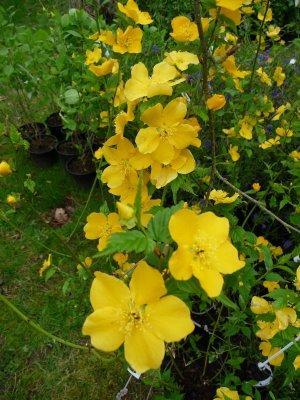 Corete du Japon : craquez pour 'Golden Guinea'