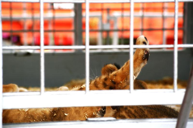 tigre lionne lionceaux zebre cirque savane cage