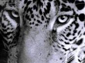 Photographie animalière quand science l'art rejoignent, découvrez images