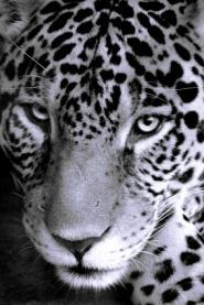 portrait jaguar (illustration)