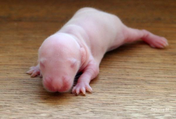 Raton dumbo de 7 jours