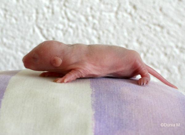 Raton dumbo de 7 jours