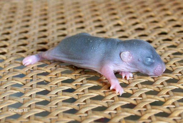 Raton dumbo de 7 jours