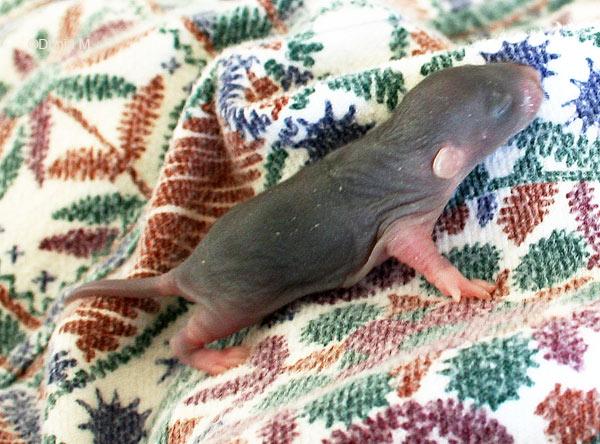 Raton dumbo de 7 jours