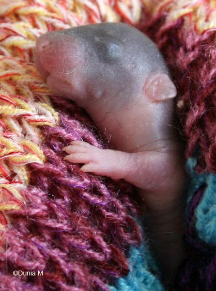 Raton dumbo de 7 jours