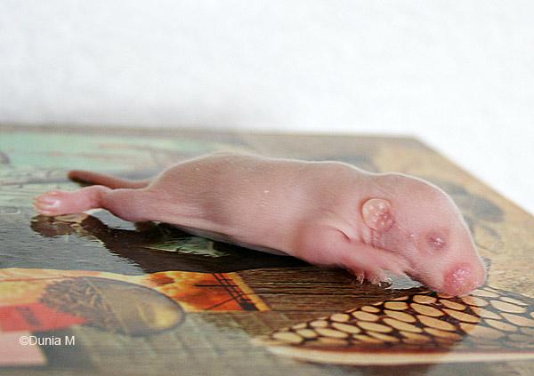 Raton dumbo de 7 jours