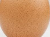 images poule pond oeufs verts