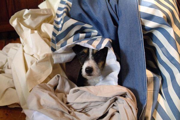 Sacré Charlie a démarré ce matin sur TF1