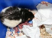 Rats: bébés Chillito