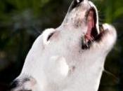 chien tombé d'un bateau survit seul pendant mois australienne