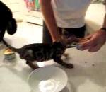 vidéo chaton chat affamé gamelle