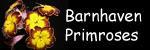 Barnhaven Primroses,primevères rares, familières, insolites