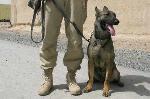 Une chienne, héroïne d'un groupe de soldats canadiens en Afghanistan