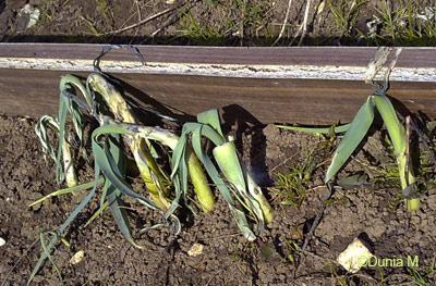 La Chaux-de-Fonds le 10 avril 2009 jardin