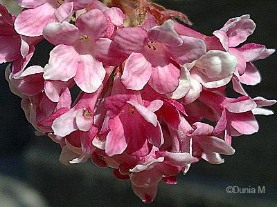 La Chaux-de-Fonds le 10 avril 2009 jardin