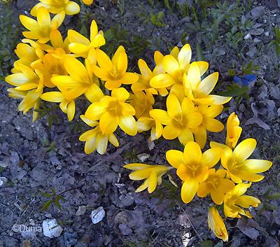La Chaux-de-Fonds le 10 avril 2009 jardin