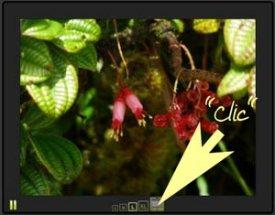 Balade sur le toit de la Martinique ... la mythique montagne Pelée !