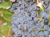 Grande liquidation grands crus