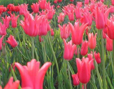 La cueillette des tulipes est ouverte à la Ferme de Gally